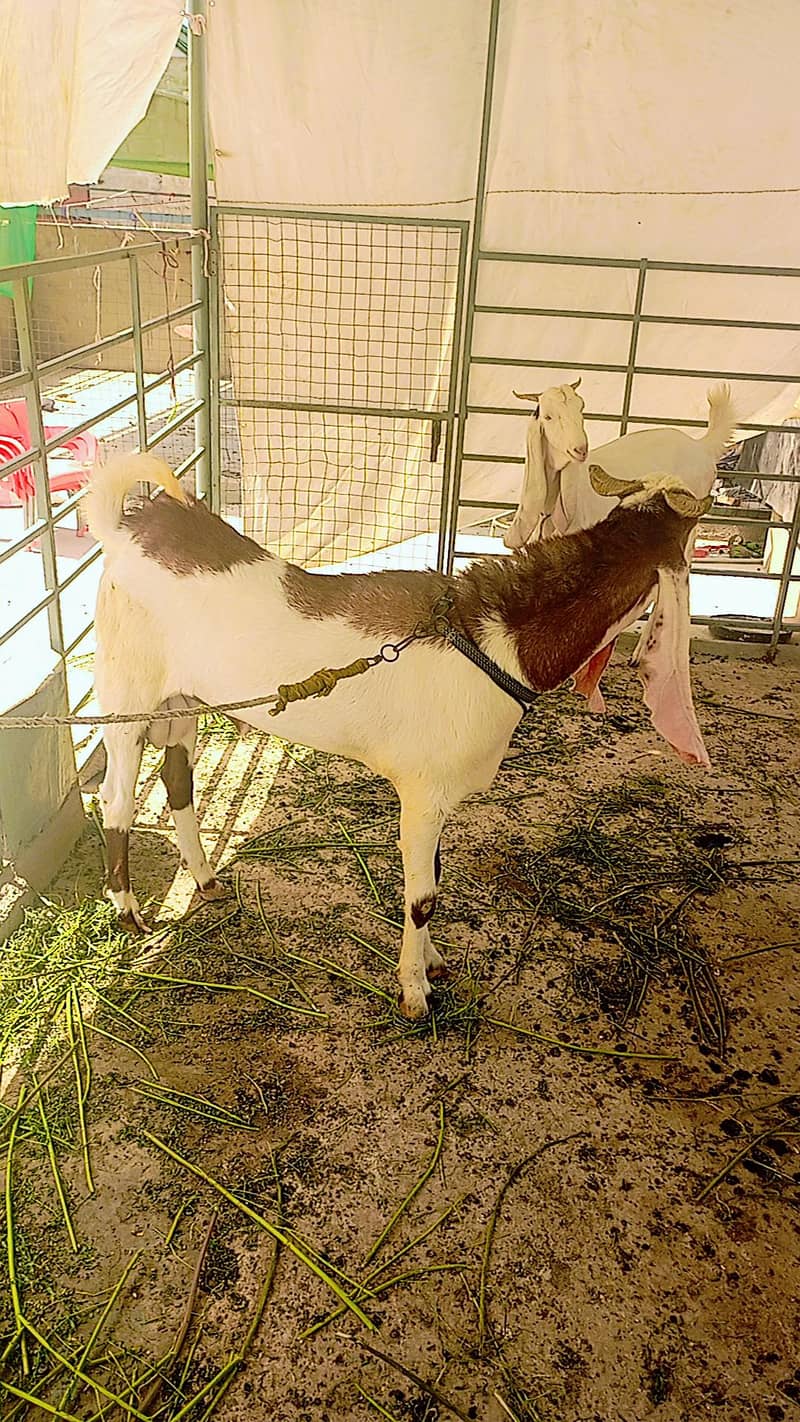 breeder bakra 1