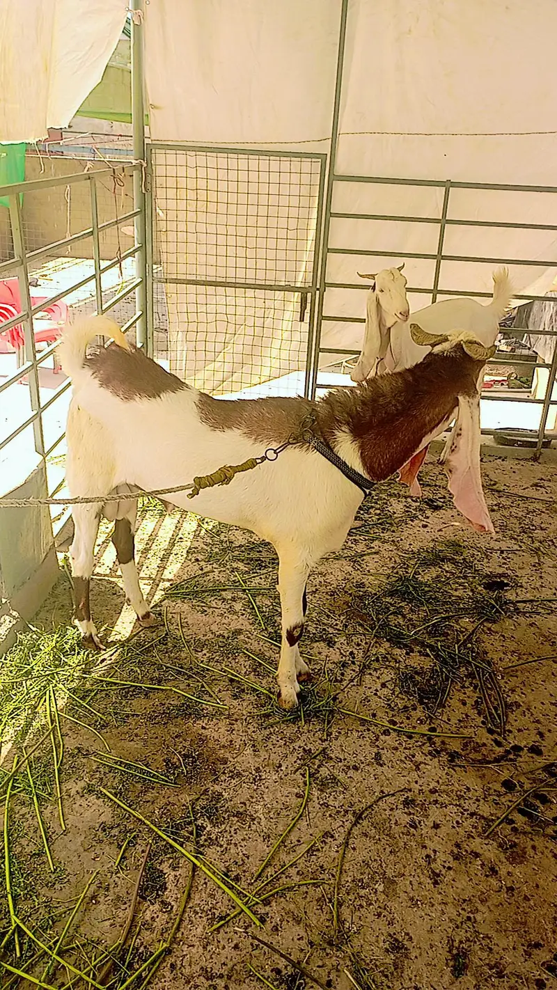 breeder bakra — photo 2