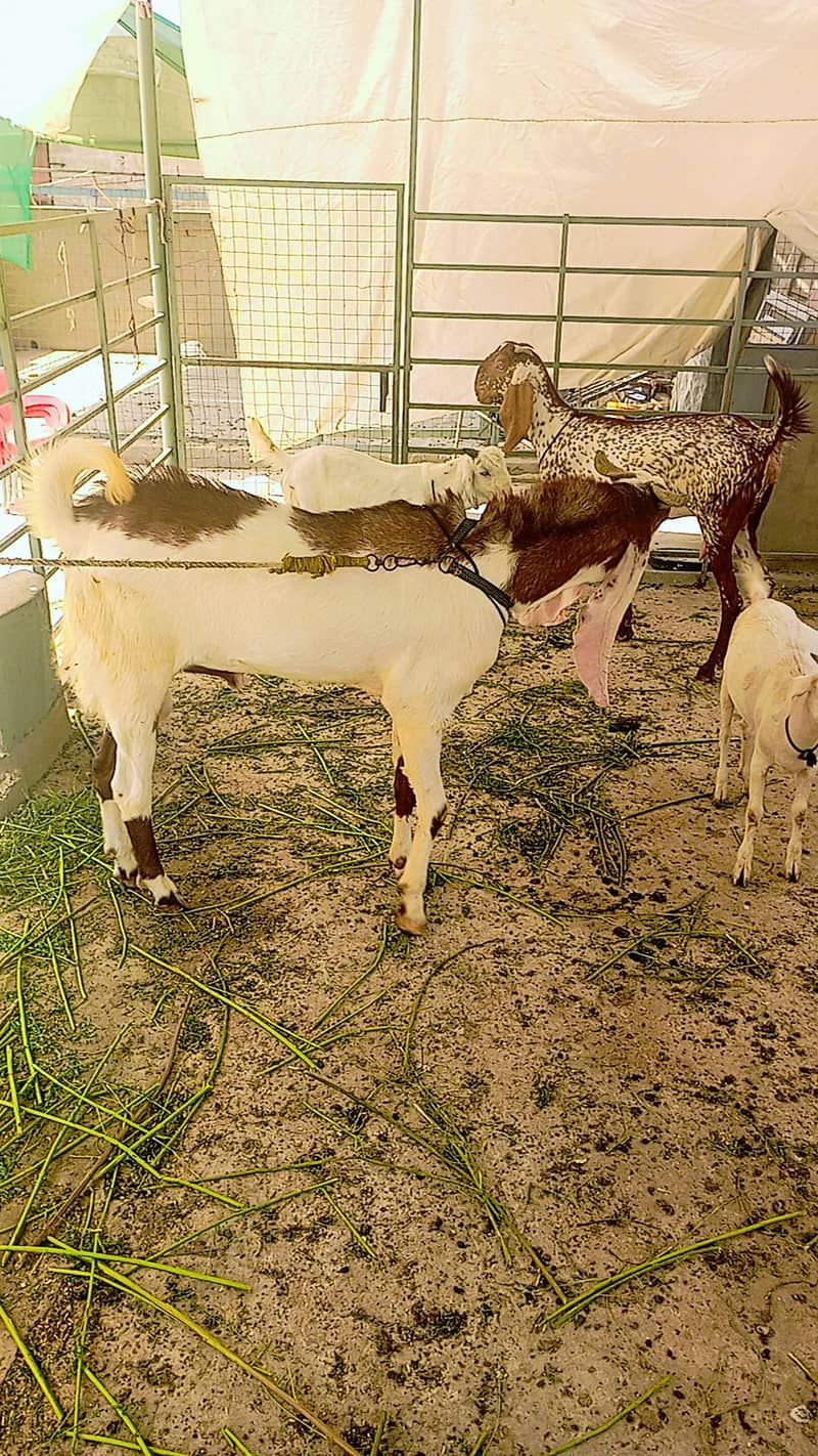 breeder bakra 2