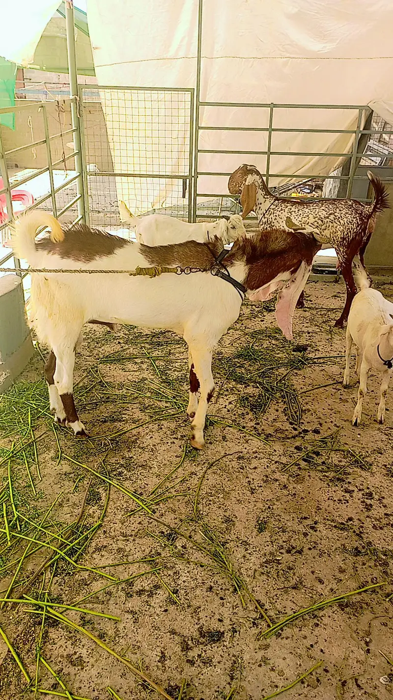 breeder bakra — photo 3