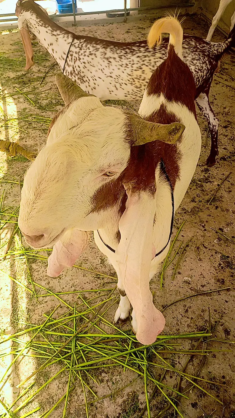 breeder bakra — photo 4