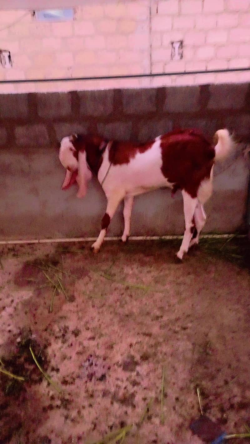 breeder bakra 4