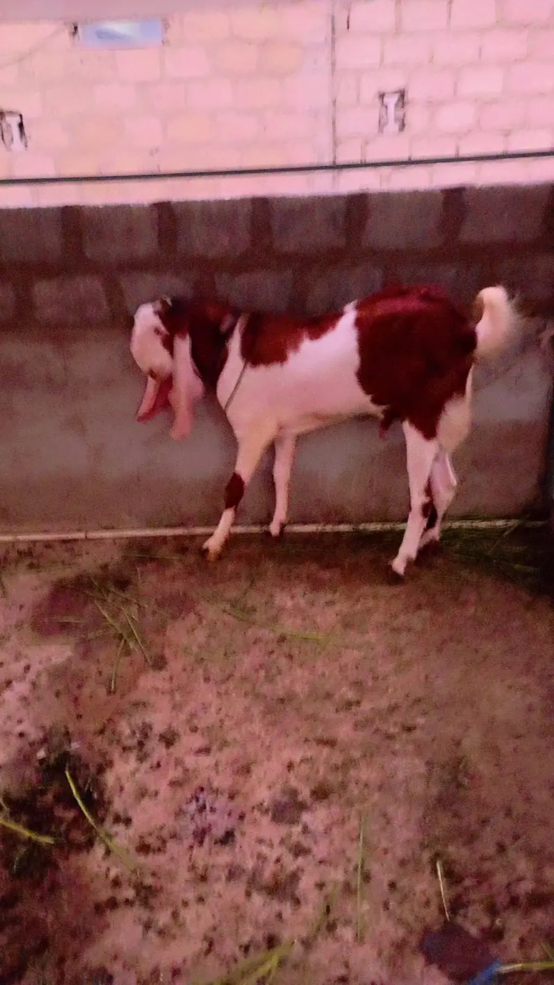 breeder bakra — photo 5