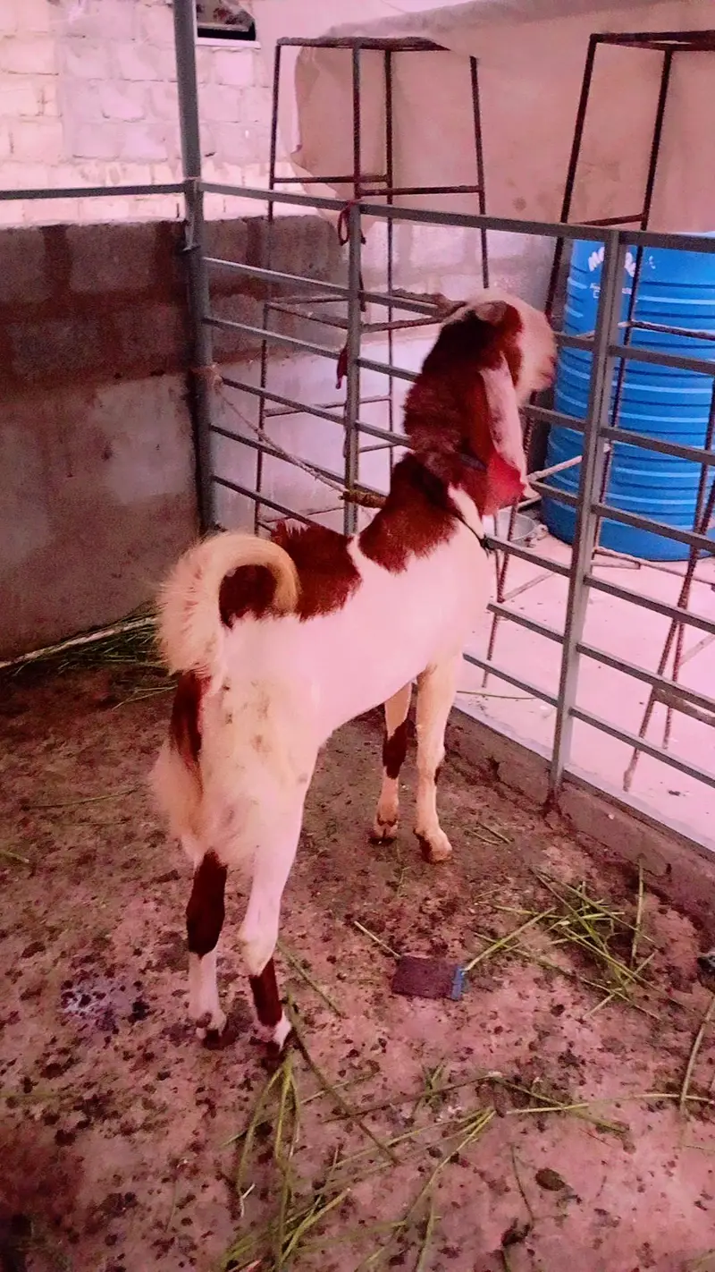 breeder bakra — photo 6