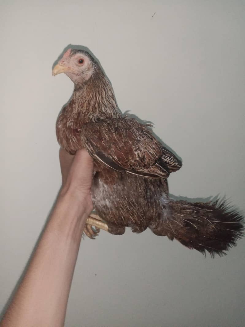 hen with chicks 0