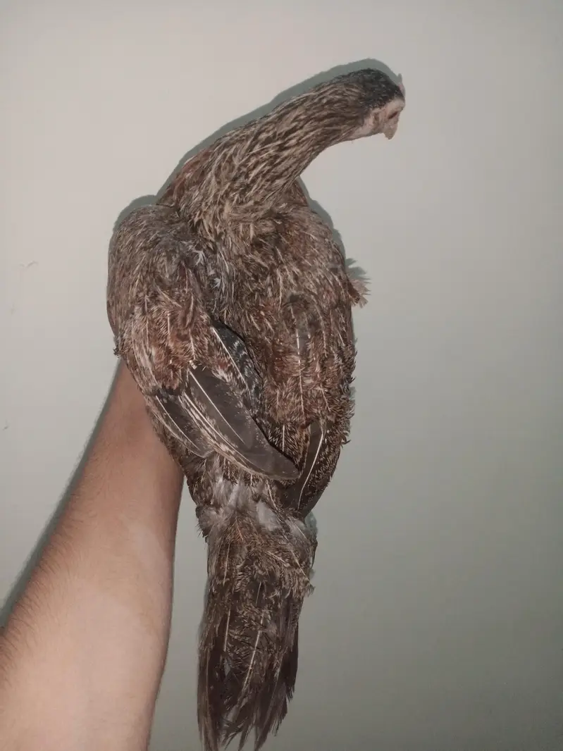 hen with chicks — photo 2
