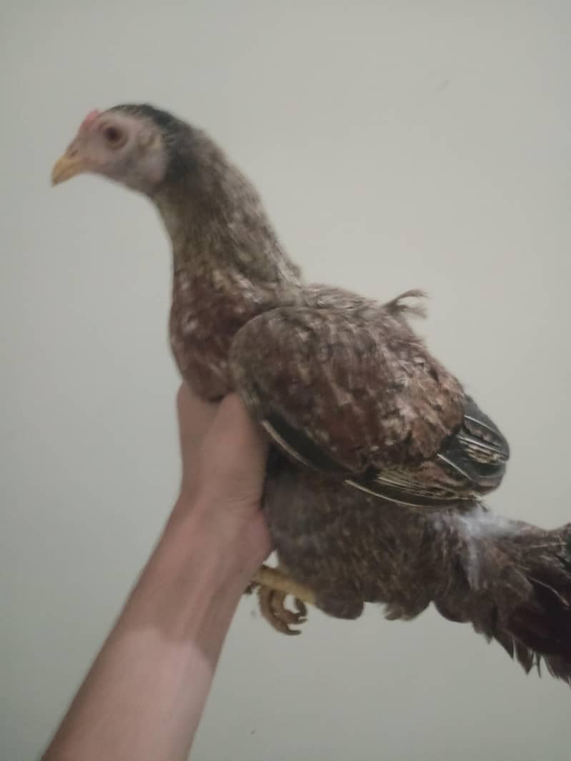 hen with chicks 2