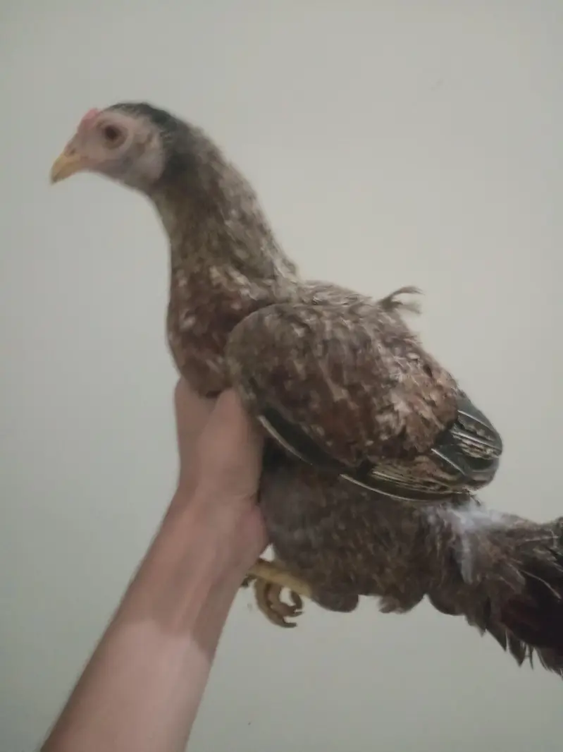 hen with chicks — photo 3