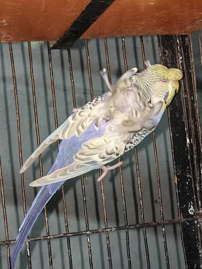 BREEDER PAIR FOR SALE 03146000146