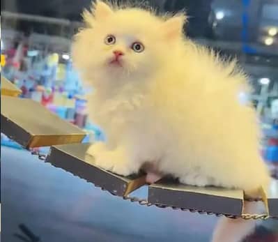 (Persian female kitten) (for sale all) (Pakistan delivery available)