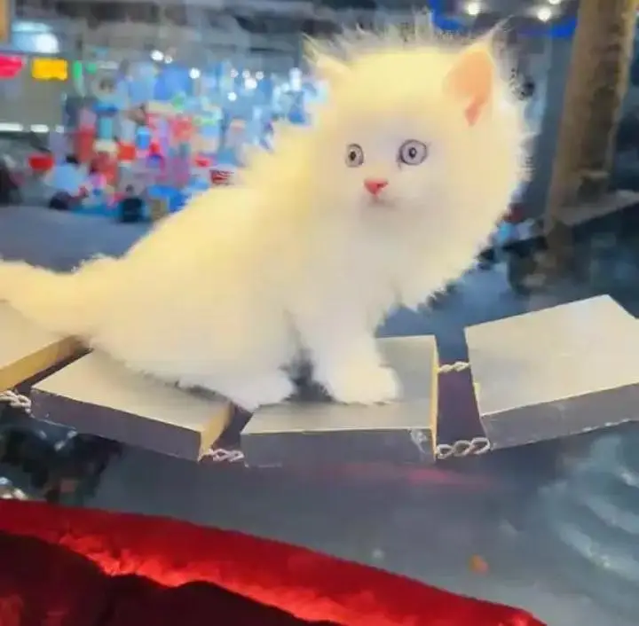 (Persian female kitten) (for sale all) (Pakistan delivery available) — photo 2