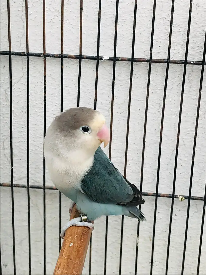 Love bird breeder pair With DNA card — photo 2