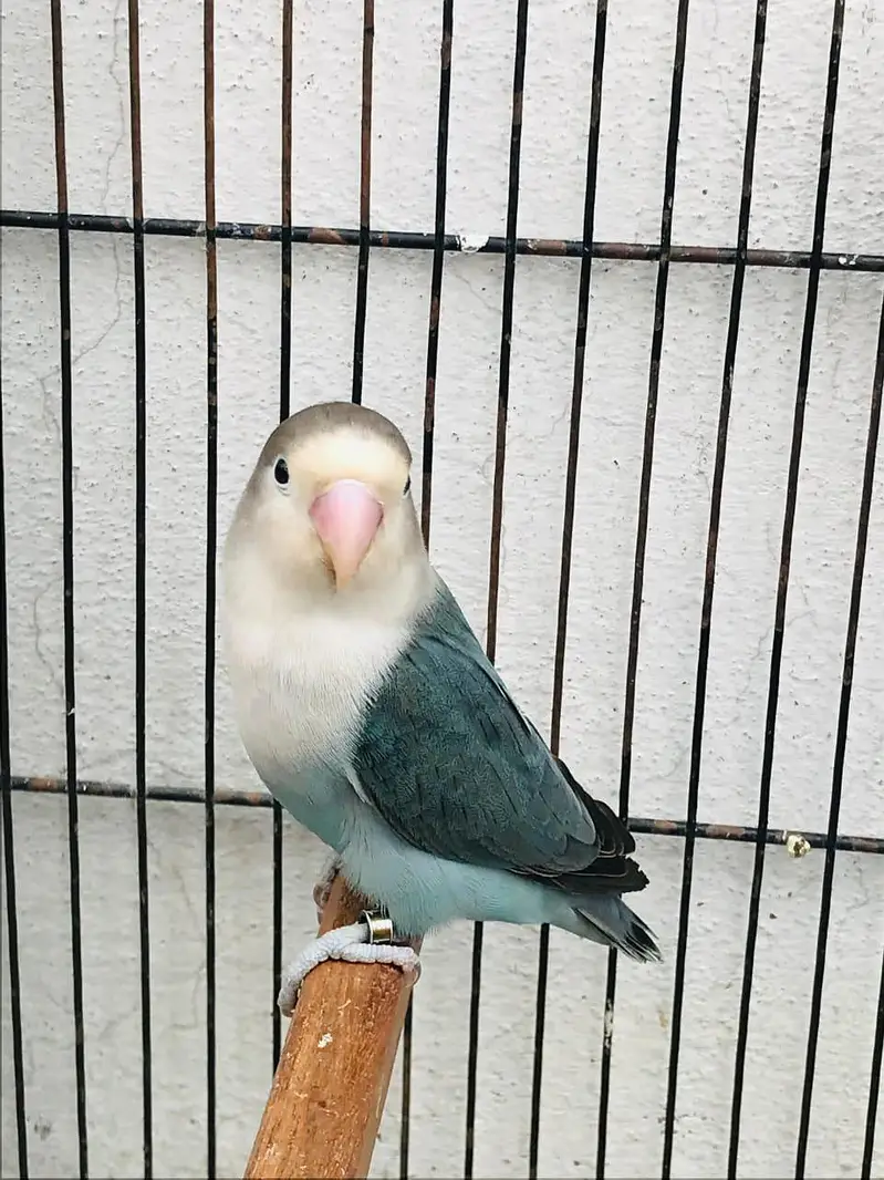 Love bird breeder pair With DNA card — photo 3