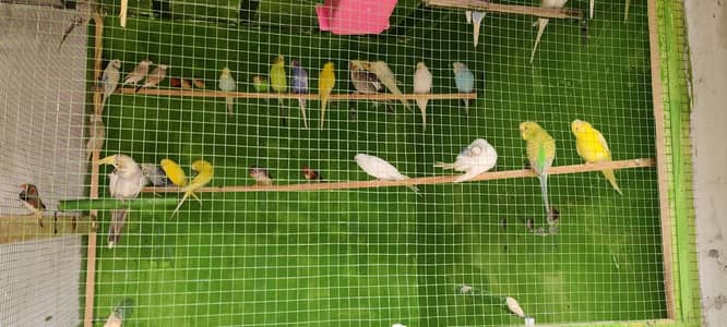 doves finches java