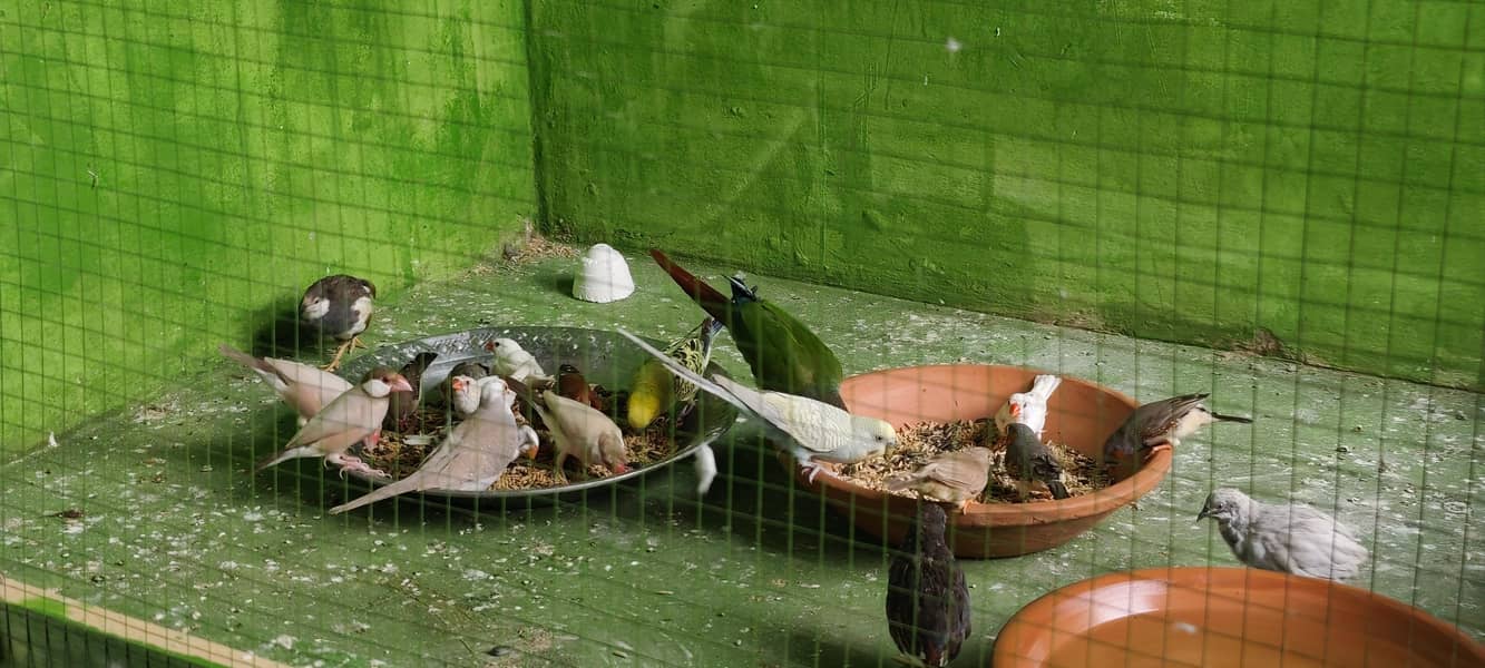 doves finches java 3
