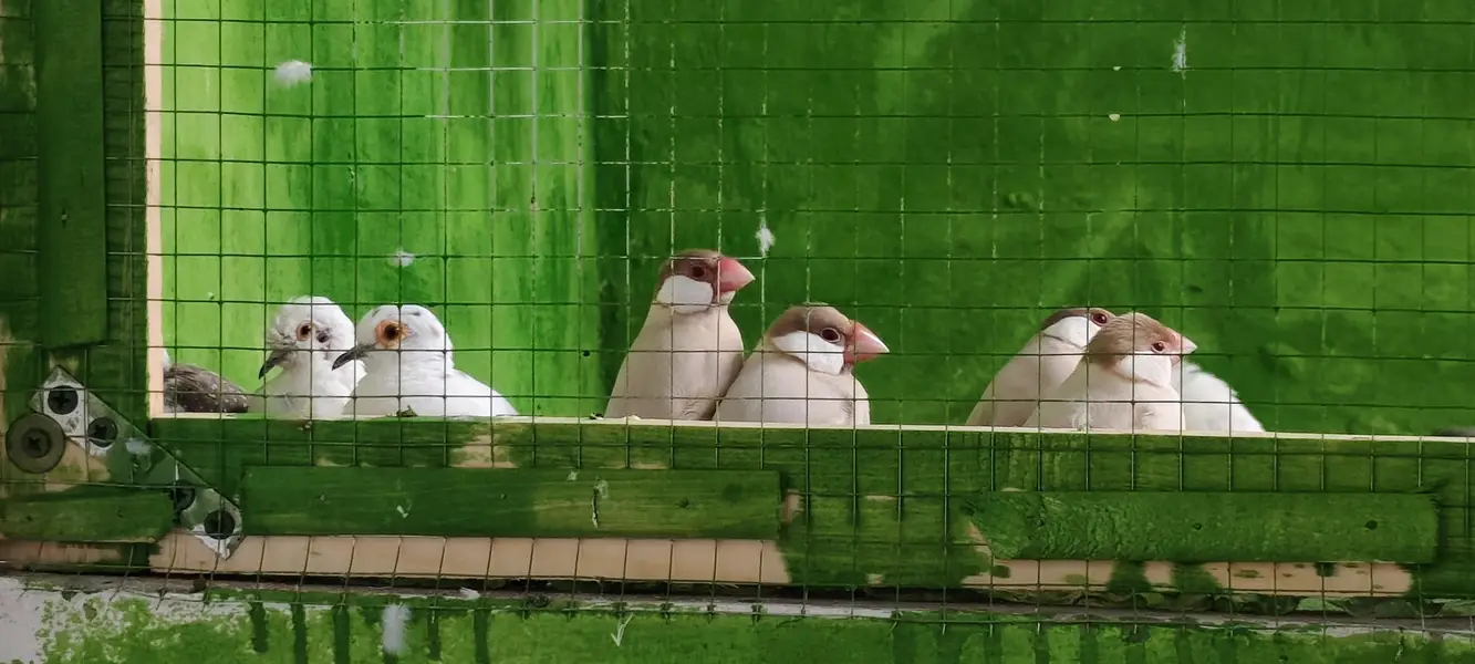 doves finches java — photo 6