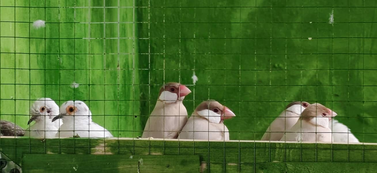 doves finches java 6
