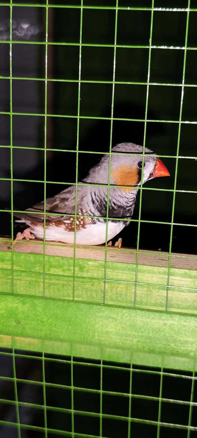 doves finches java 7