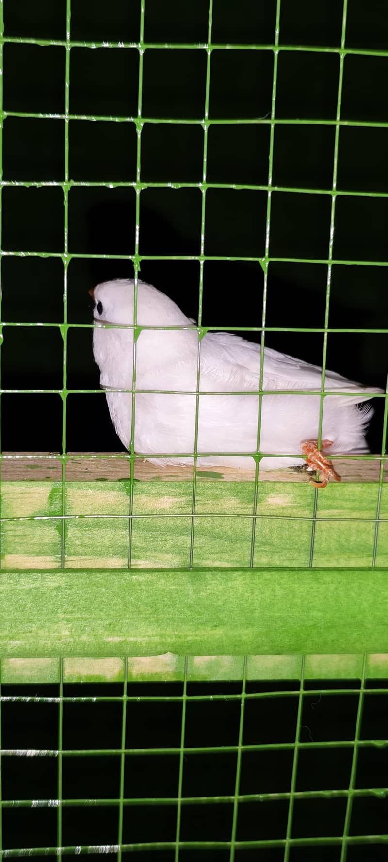 doves finches java 8