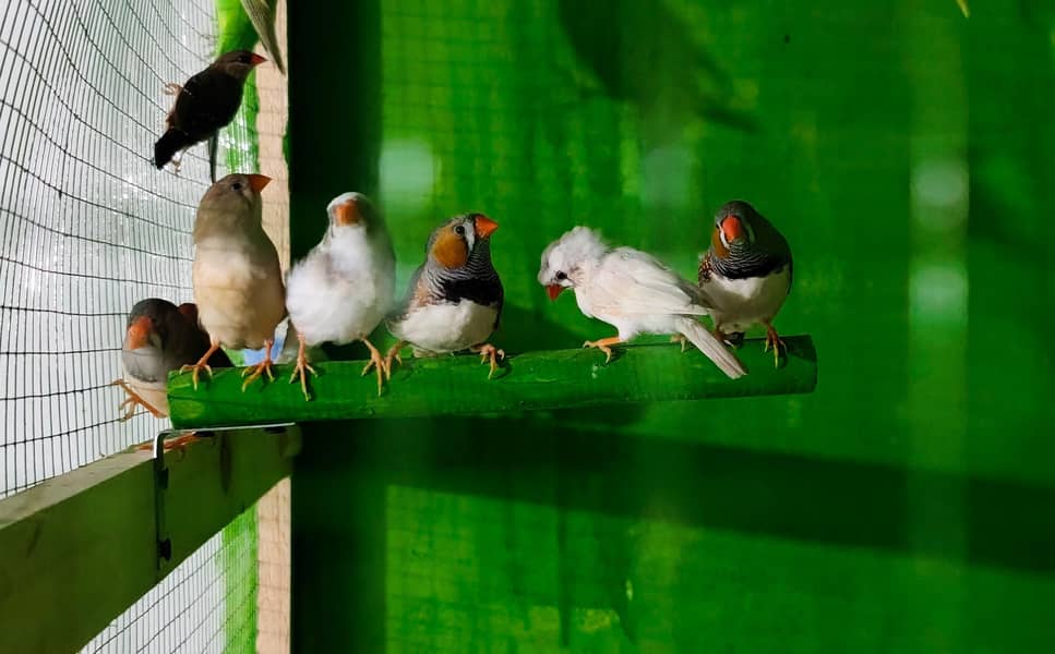 doves finches java 9