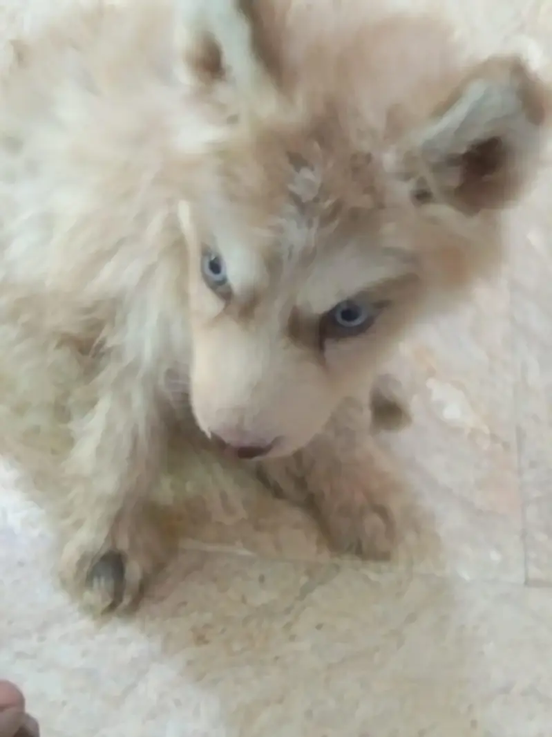 assalam walekum bhai jaan yah chhota sa kutte ka baccha hai cal Raat — photo 2