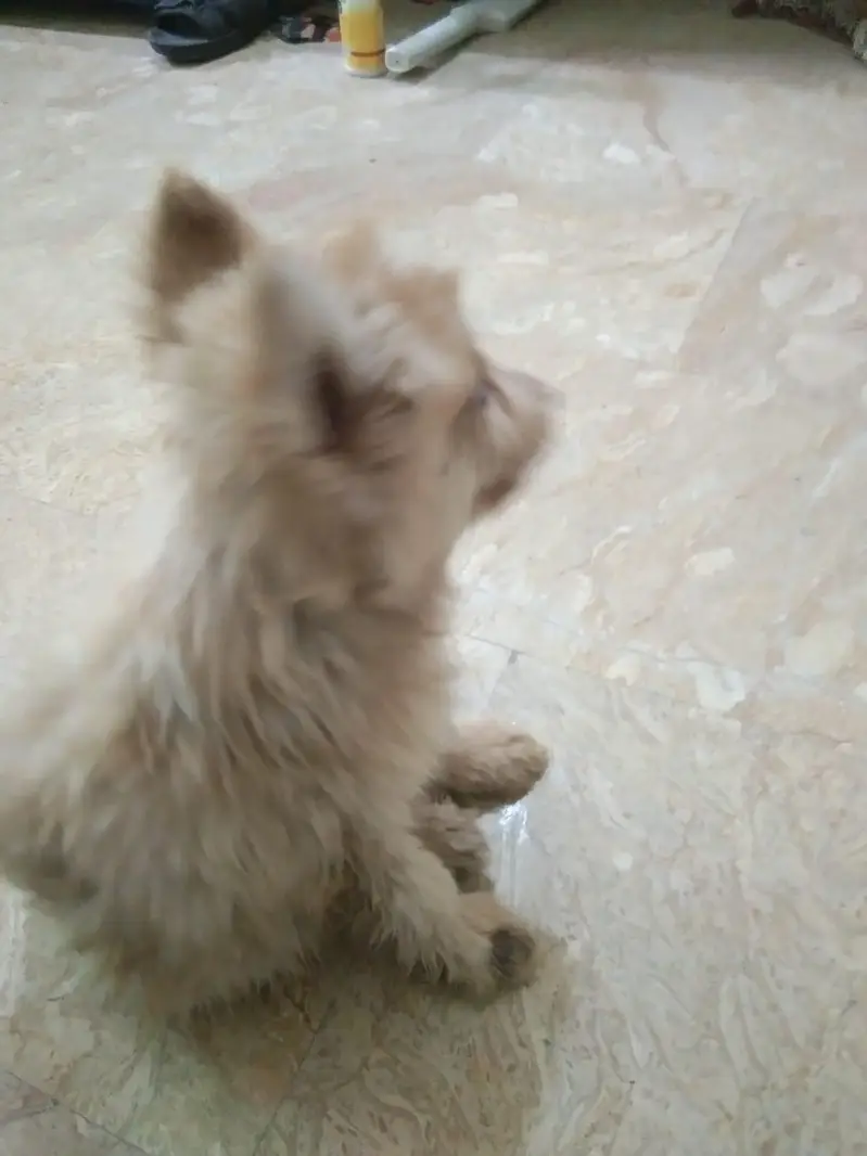assalam walekum bhai jaan yah chhota sa kutte ka baccha hai cal Raat — photo 4