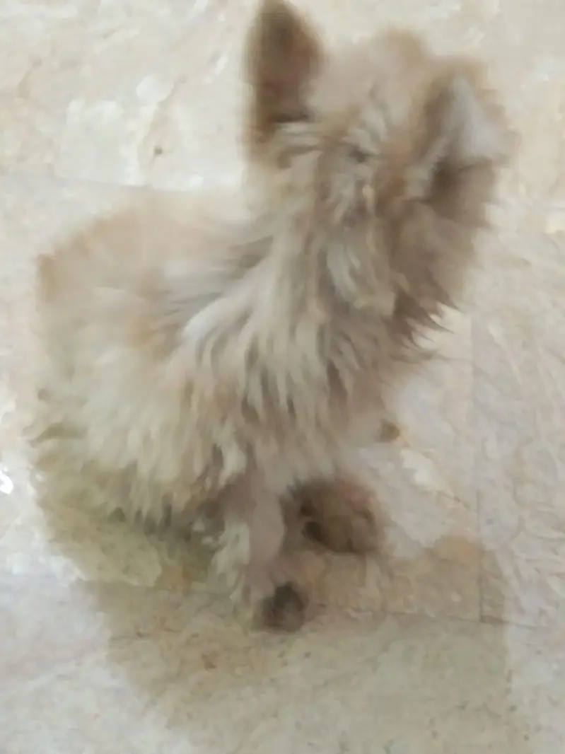 assalam walekum bhai jaan yah chhota sa kutte ka baccha hai cal Raat — photo 5