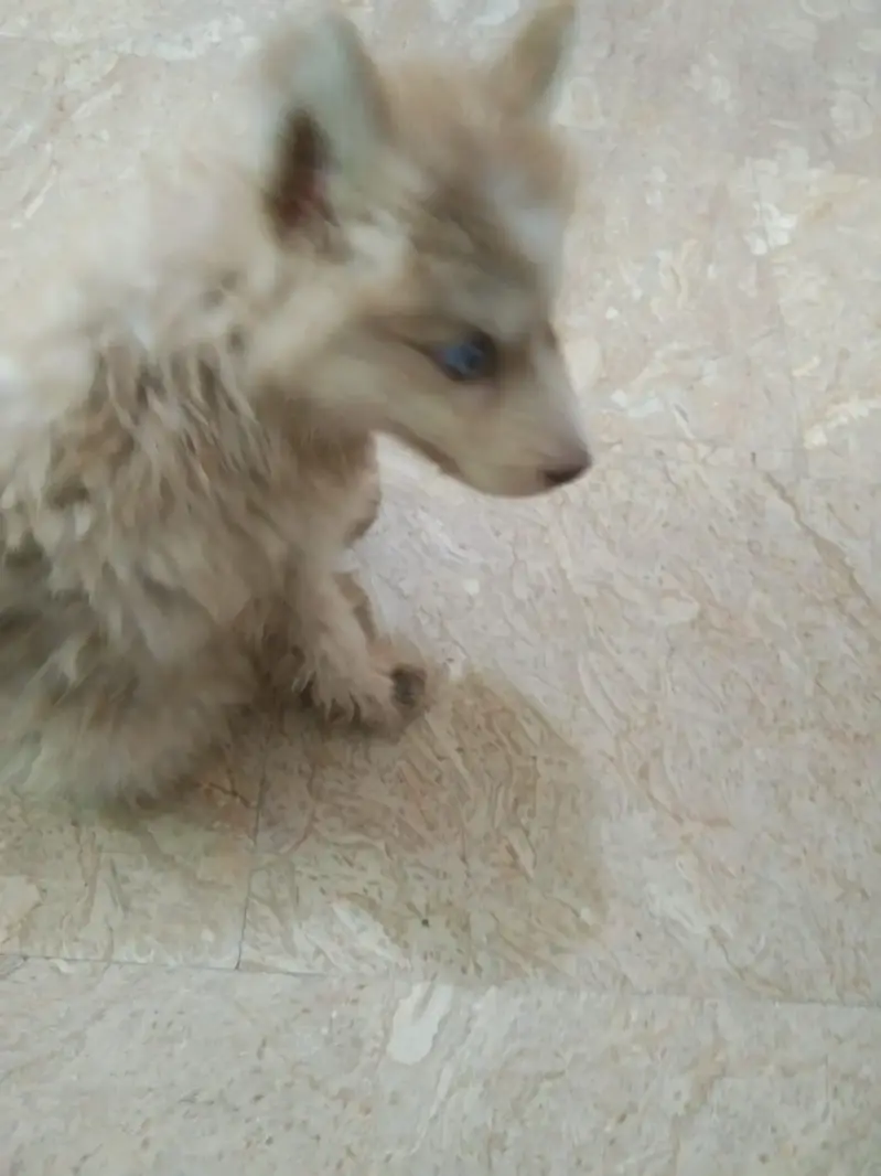 assalam walekum bhai jaan yah chhota sa kutte ka baccha hai cal Raat — photo 6