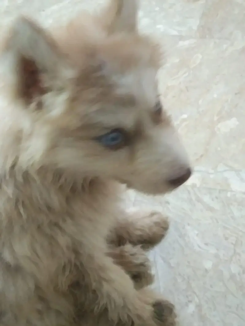 assalam walekum bhai jaan yah chhota sa kutte ka baccha hai cal Raat — photo 7