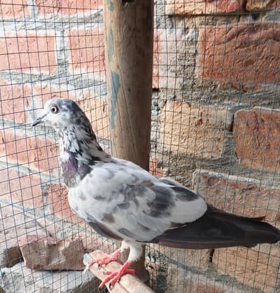 Active and healthy birds
