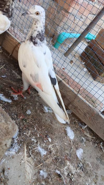 Active and healthy birds