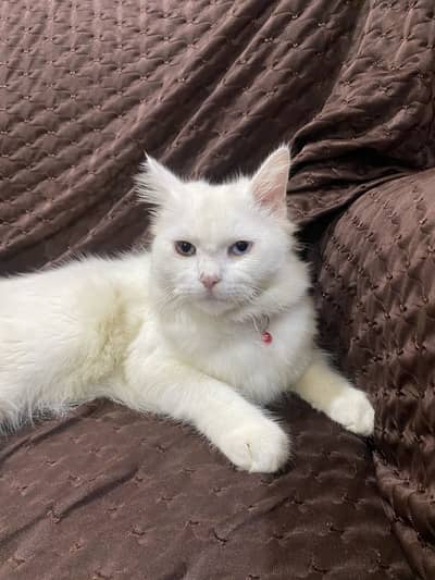 Persion cat for sale triple coat cat