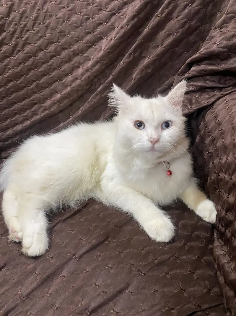 Persion cat for sale triple coat cat — photo 2