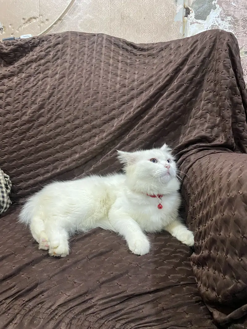 Persion cat for sale triple coat cat — photo 3