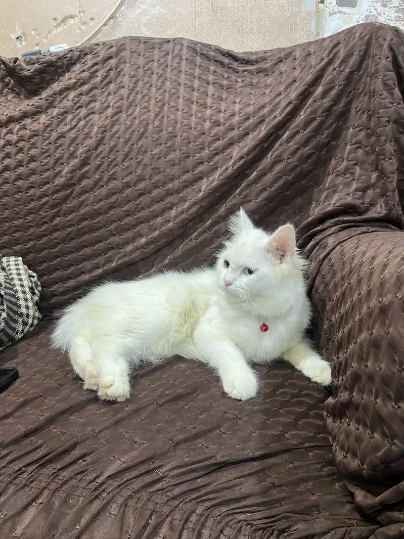 Persion cat for sale triple coat cat — photo 4