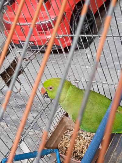 Green Parrot