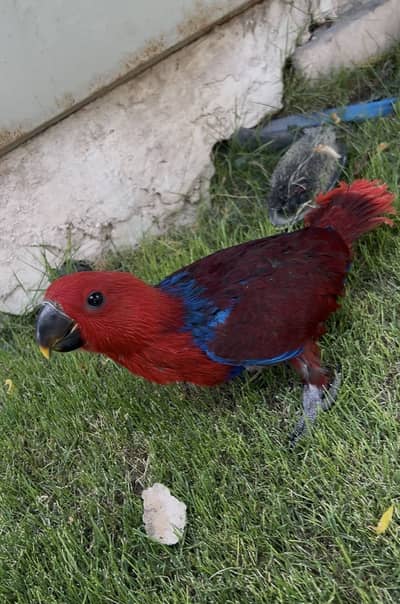 Electus Female Chick