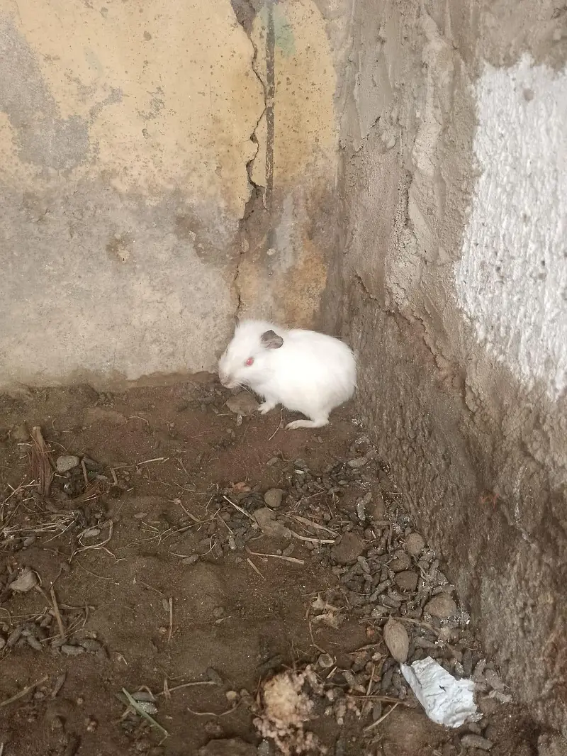Guinea piga