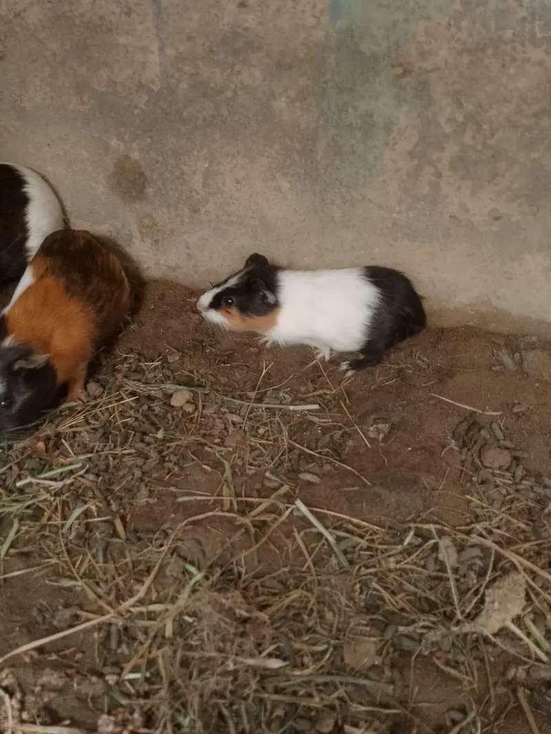 Guinea piga — photo 2