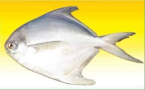 gazi sea food nd beef steak dealer