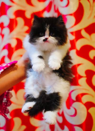 Persain kittens/ triple coated / fluffy / semi punch face kittens