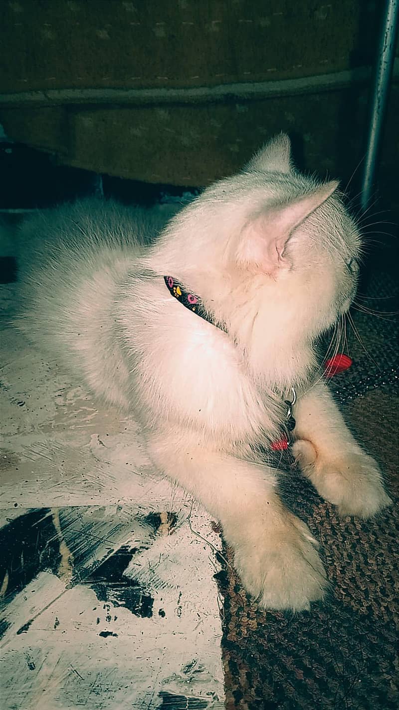 cat . 0