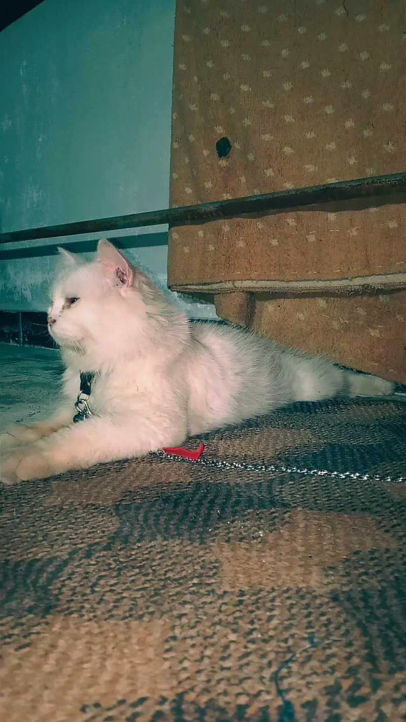 cat . — photo 2