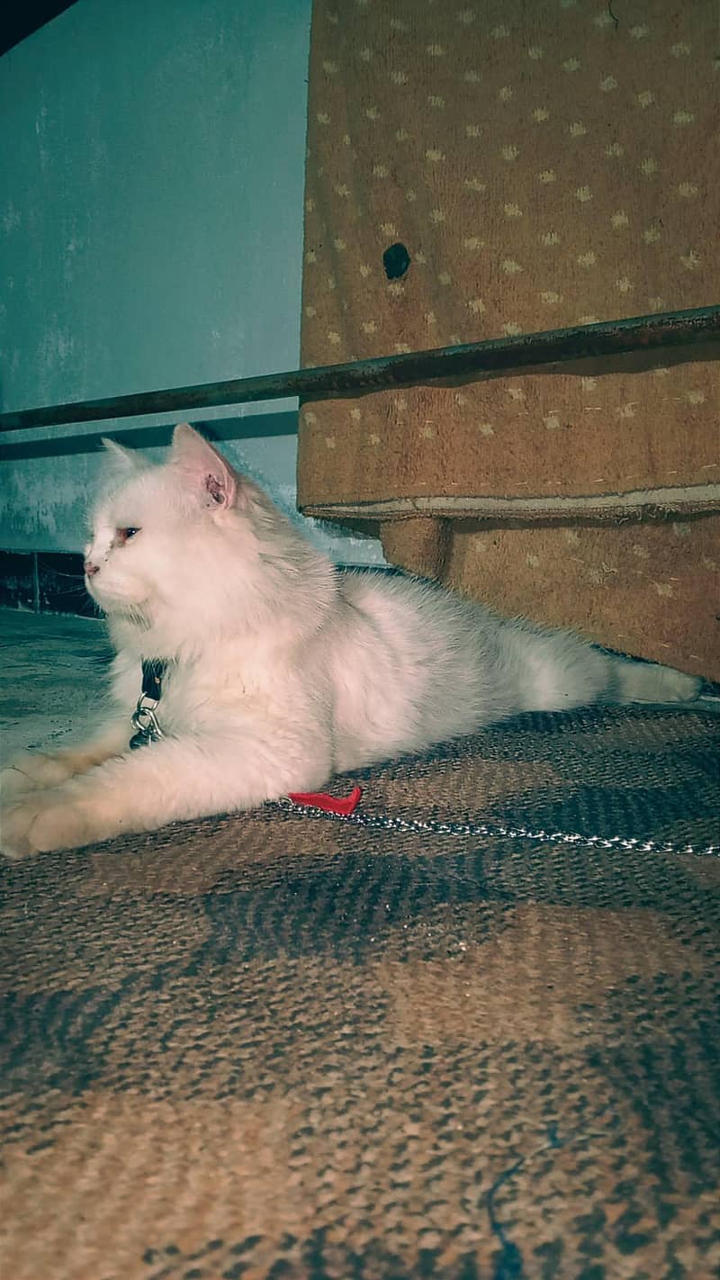 cat . 3