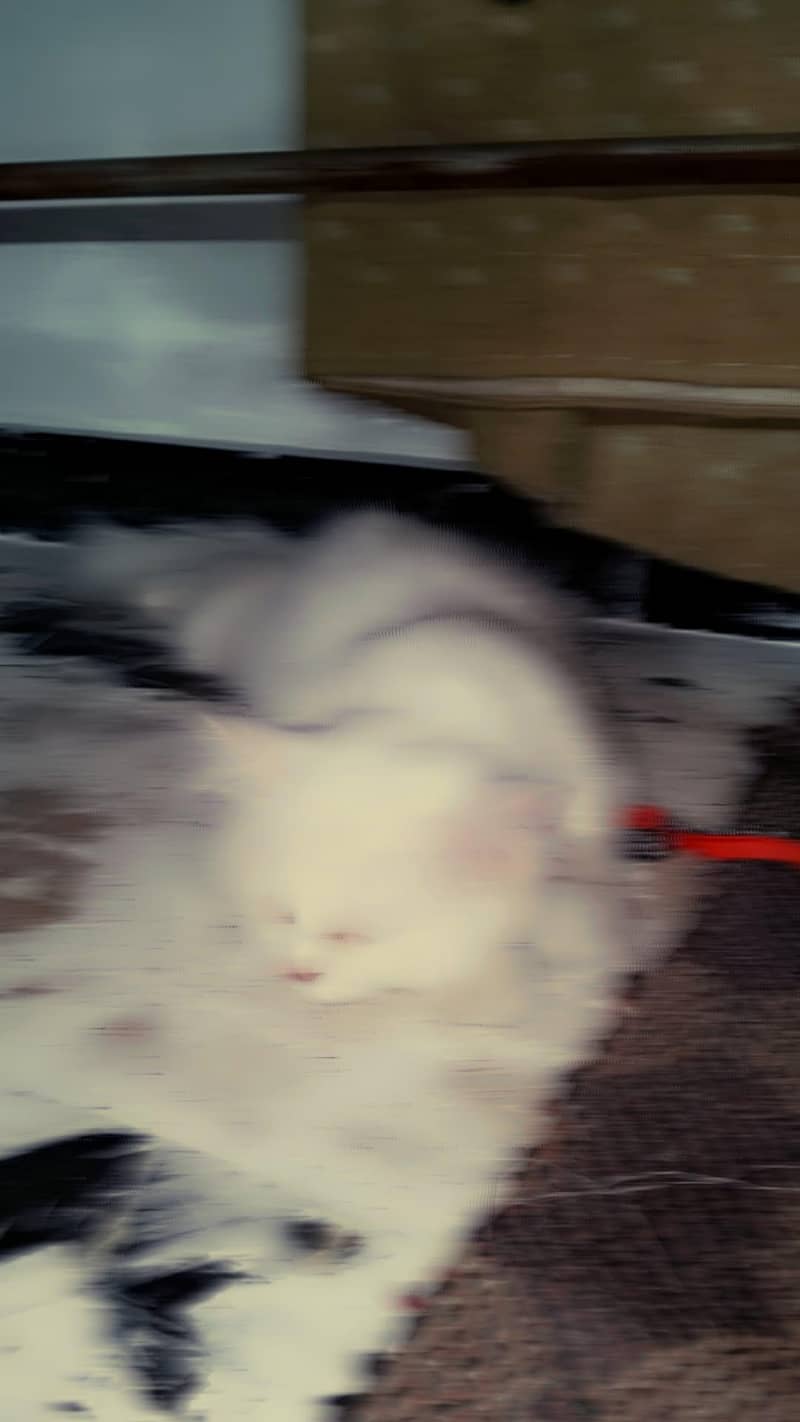 cat . 4
