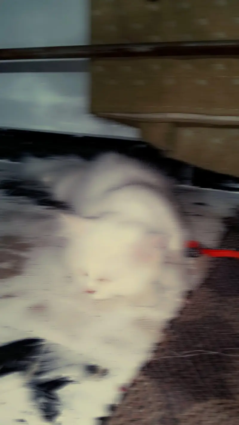 cat . — photo 5