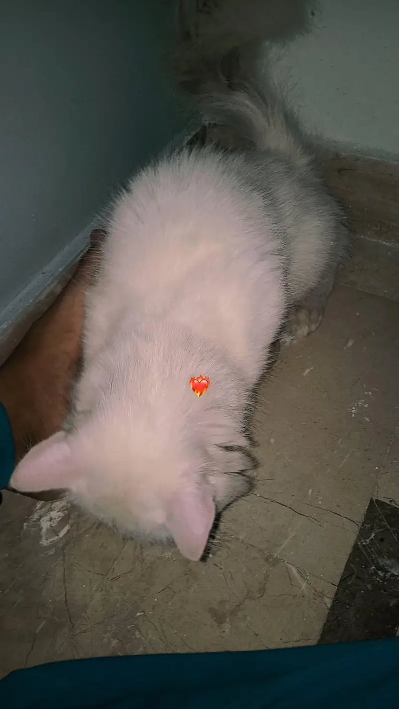 cat . — photo 6