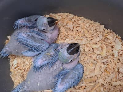Bleu gold macaw chicks African grey chicks available