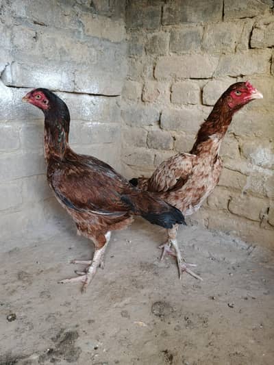 4 aseel murghi for sale whtsap 03361155620