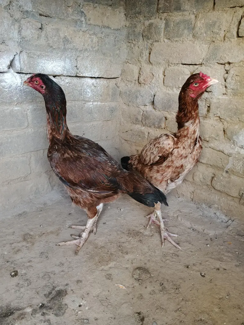4 aseel murghi for sale whtsap 03361155620 — photo 2
